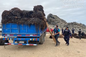 Fiscalización de la Autoridad Marítima de Caldera permitió detectar 350 kilos de Algas Pardas extraídas ilegalmente Fiscalización de la Autoridad Marítima de Caldera permitió detectar 350 kilos de Algas Pardas extraídas ilegalmente