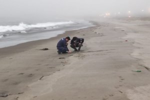 Autoridad Marítima de Lebu y Sernapesca detectaron ejemplares de fragata portuguesa en Playa Larga 