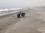 Autoridad Marítima de Lebu y Sernapesca detectaron ejemplares de fragata portuguesa en Playa Larga