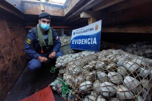 En patrullajes preventivos Armada y SERNAPESCA detectan pesca ilegal en naves provenientes de Calbuco