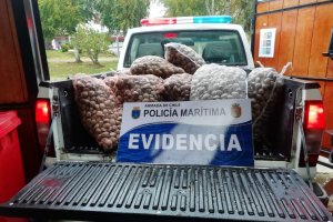 Armada incautó recurso almeja bajo en talla mínima legal en Maullín Armada incautó recurso almeja bajo en talla mínima legal en Maullín