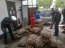 Armada incautó recurso almeja bajo en talla mínima legal en Maullín
