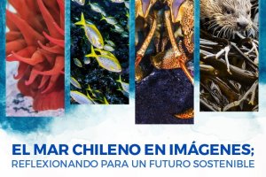 Museo Marítimo Nacional y Oceana Chile se unen para celebrar el Día Mundial de los Océanos