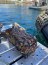 Limpieza de fondo marino reúnen 2,5 toneladas de desechos en canal Tenglo