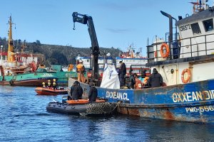 Limpieza de fondo marino reúnen 2,5 toneladas de desechos en canal Tenglo Limpieza de fondo marino reúnen 2,5 toneladas de desechos en canal Tenglo