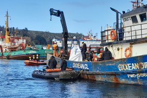  Limpieza de fondo marino reúnen 2,5 toneladas de desechos en canal Tenglo