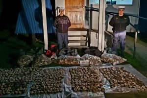 Personal Naval incautó maletas con recurso marino en veda en bus interurbano Personal Naval incautó maletas con recurso marino en veda en bus interurbano