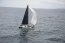 Con una alta participación finaliza la 47ª Regata Off Valparaíso 2022