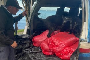 Autoridad Marítima incautó 486 kilos de recurso biológico “loco” en control vehicular