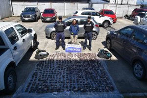 Incautan más de 160 kilos de recurso hidrobiológico en veda Incautan más de 160 kilos de recurso hidrobiológico en veda