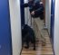  Binomio canino de la Autoridad Marítima realizó detección de drogas en zarpe de Ferry Yaghan en Punta Arenas.  