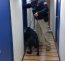 Binomio canino de la Autoridad Marítima realizó detección de drogas en zarpe de Ferry Yaghan en Punta Arenas.