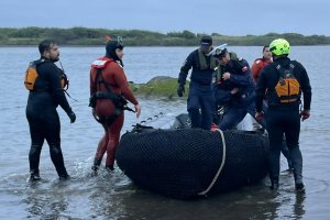 Armada y bomberos de Hualpén rescataron a can desde roqueríos de la desembocadura del río Bío Bío