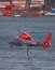 Armada realiza por primera vez entrenamiento de rescate en Helicóptero HH-65 “Dauphin” en la Antártica