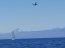  Vientos de más de 20 kilómetros por hora dieron la bienvenida a la XIV Regata Armada de Chile Frutillar  
