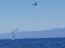 Vientos de más de 20 kilómetros por hora dieron la bienvenida a la XIV Regata Armada de Chile Frutillar