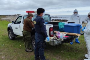 Autoridad Marítima de la Región del Biobío coordina acciones de mitigación por varazón de lobos marinos 