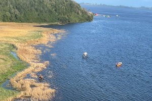 Armada continúa trabajos de rebusca de persona desaparecida en río Maullín