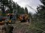  Operativo interagencial de Jedena Biobío desmanteló faena ilegal de madera en Fundo Lanalhue  