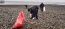 Jornada de limpieza de playa Pichipelluco superó los 500 kilos de desechos