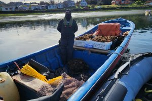 Autoridad Marítima de Quemchi incautó 240 kilos de erizo Autoridad Marítima de Quemchi incautó 240 kilos de erizo
