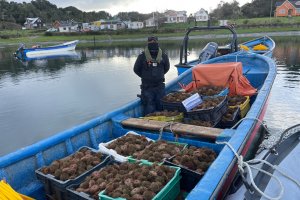 Autoridad Marítima de Quemchi incautó 600 kilos de erizo en Caleta Quicaví
