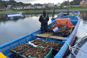 Autoridad Marítima de Quemchi incautó 600 kilos de erizo en Caleta Quicaví Autoridad Marítima de Quemchi incautó 600 kilos de erizo en Caleta Quicaví