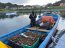  Autoridad Marítima de Quemchi incautó 600 kilos de erizo en Caleta Quicaví  