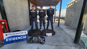 Policía Marítima de Huasco incauta más de 100 kilos de locos en veda