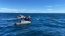 Armada desbarata organización criminal dedicada al robo de salmón en Chiloé