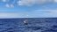 Personal del SHOA asiste en el fondeo de boya STRATUS 22 en apoyo a la WHOI