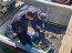Autoridad Marítima de Coronel detiene a cuatro personas por robo de recurso loco en área de manejo