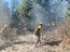 Brigada Forestal de la Armada apoya trabajos de CONAF en Provincia de Valparaíso