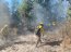  Brigada Forestal de la Armada apoya trabajos de CONAF en Provincia de Valparaíso  