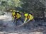  Brigada Forestal de la Armada apoya trabajos de CONAF en Provincia de Valparaíso  