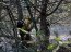 Brigada Forestal de la Armada apoya trabajos de CONAF en Provincia de Valparaíso