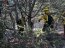 Brigada Forestal de la Armada apoya trabajos de CONAF en Provincia de Valparaíso