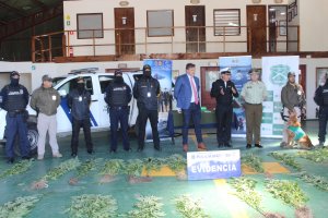 Procedimiento multiagencial culmina con incautación de canabbis sativa y dos personas detenidas en Puerto Montt