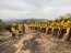 El trabajo de la Brigada Forestal de la Armada de Chile