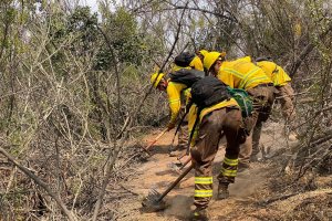 El trabajo de la Brigada Forestal de la Armada de Chile