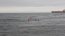 Autoridad Marítima de Punta Arenas realizó proceso de examinación de postulantes a salvavidas en el Estrecho de Magallanes