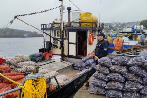Autoridad Marítima incauta mariscos contaminados con marea roja en Calbuco Autoridad Marítima incauta mariscos contaminados con marea roja en Calbuco
