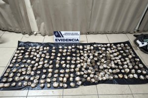 Policía Marítima de Valparaíso incautó 297 unidades de locos en Laguna Verde Policía Marítima de Valparaíso incautó 297 unidades de locos en Laguna Verde