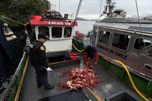 Armada decomisó cerca de 60 kg de centollas en operativo de fiscalización Armada decomisó cerca de 60 kg de centollas en operativo de fiscalización