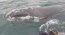 Armada y SERNAPESCA rescatan a cría de ballena enredada en boyerines