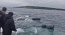 Armada y SERNAPESCA rescatan a cría de ballena enredada en boyerines