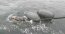 Armada y SERNAPESCA rescatan a cría de ballena enredada en boyerines