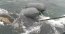 Armada y SERNAPESCA rescatan a cría de ballena enredada en boyerines