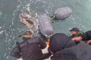 Armada y SERNAPESCA rescatan a cría de ballena enredada en boyarines Armada y SERNAPESCA rescatan a cría de ballena enredada en boyarines