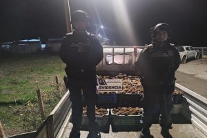 Capitanía de Puerto de Quemchi y Sernapesca incautan 752 kilos de erizo en operativo conjunto